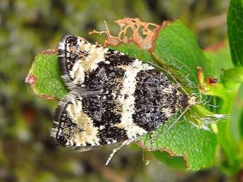 Argyroploce bipunctana F. adulte - �Friedmar Graf