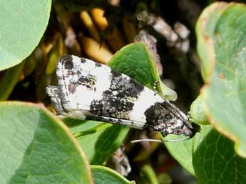 Argyroploce bipunctana F. adulte - �Emmanuelle Champion