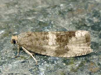 Pseudosciaphila branderiana L. adulte - �Nicole Lepertel