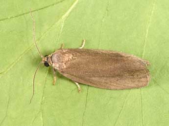 Pseudosciaphila branderiana L. adulte - �Philippe Mothiron