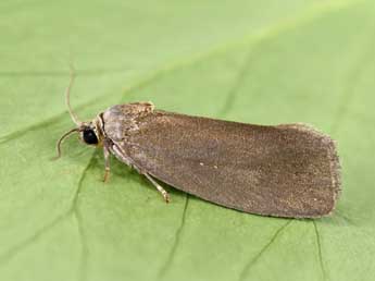 Pseudosciaphila branderiana L. adulte - �Philippe Mothiron