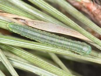  Chenille de Thera britannica Turner - �Philippe Mothiron