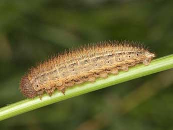  Chenille de Erebia bubastis Meisner - �Wolfgang Wagner, www.pyrgus.de
