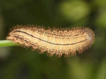  Chenille de Erebia bubastis Meisner - �Wolfgang Wagner, www.pyrgus.de
