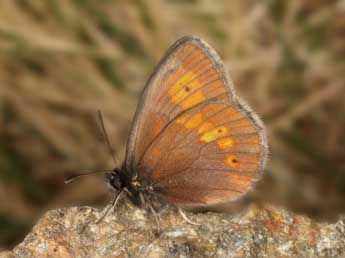 Erebia bubastis Meisner adulte - �Wolfgang Wagner, www.pyrgus.de