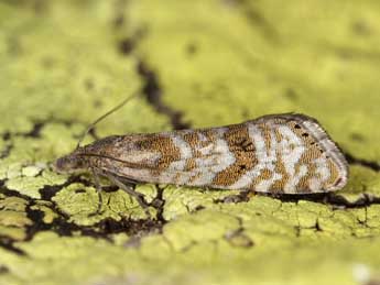 Dichrorampha bugnionana Dup. adulte - �J�rg Schmid