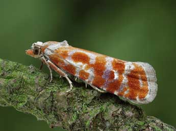 Rhyacionia buoliana D. & S. adulte - �Patrick Clement