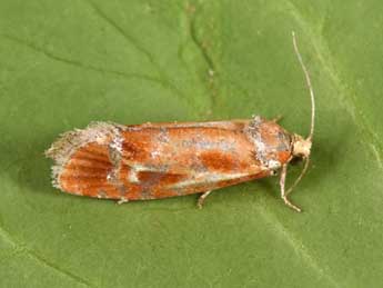 Rhyacionia buoliana D. & S. adulte - �Philippe Mothiron