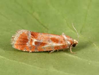 Rhyacionia buoliana D. & S. adulte - �Philippe Mothiron