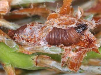  Chenille de Rhyacionia buoliana D. & S. - �Patrick Clement