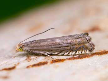 Grapholita caecana Schl�ger adulte - �Lionel Taurand