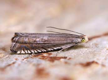 Grapholita caecana Schl�ger adulte - �Lionel Taurand