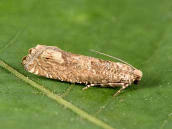 Pelochrista caecimaculana Hb. adulte - �Philippe Mothiron