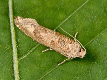 Pelochrista caecimaculana Hb. adulte - �Philippe Mothiron