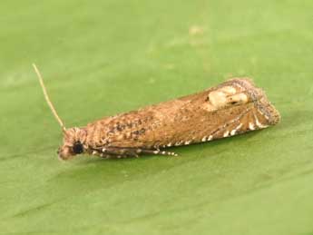 Pelochrista caecimaculana Hb. adulte - �Philippe Mothiron