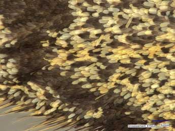 Elophos caelibaria Hdnr. adulte - �Lionel Taurand