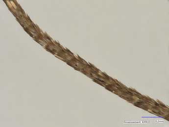 Elophos caelibaria Hdnr. adulte - �Lionel Taurand