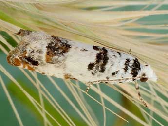 Eucosma campoliliana D. & S. adulte - �Friedmar Graf