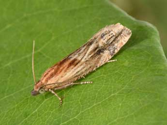 Eucosma cana Hw. adulte - �Philippe Mothiron