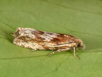 Eucosma cana Hw. adulte - �Philippe Mothiron