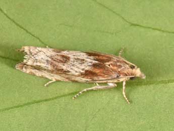 Eucosma cana Hw. adulte - �Philippe Mothiron