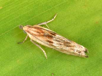 Eucosma cana Hw. adulte - �Philippe Mothiron