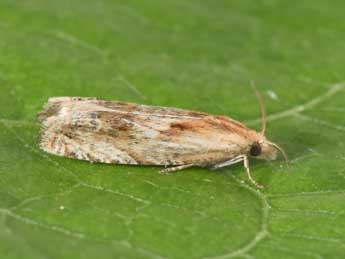 Eucosma cana Hw. adulte - �Philippe Mothiron