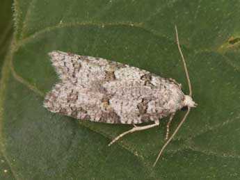 Eana canescana Gn. adulte - �Philippe Mothiron