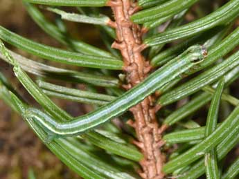  Chenille de Pungeleria capreolaria D. & S. - �Philippe Mothiron