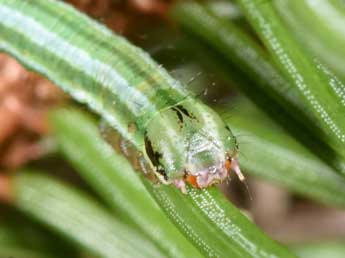  Chenille de Pungeleria capreolaria D. & S. - �Philippe Mothiron