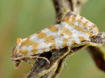 Eupoecilia cebrana Hb. adulte - �Friedmar Graf