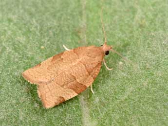 Pandemis cerasana Hb. adulte - �Philippe Mothiron