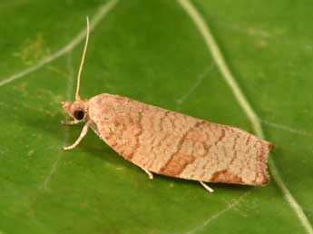 Pandemis cerasana Hb. adulte - �Philippe Mothiron
