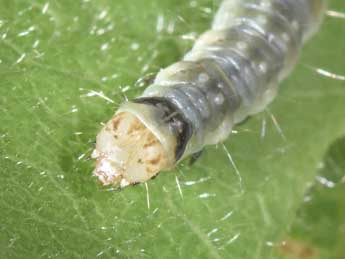  Chenille de Pandemis cerasana Hb. - �Philippe Mothiron