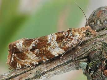Celypha cespitana Hb. adulte - �Friedmar Graf