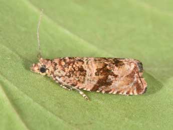 Celypha cespitana Hb. adulte - �Philippe Mothiron