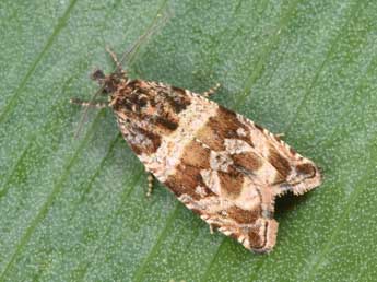 Celypha cespitana Hb. adulte - �Philippe Mothiron