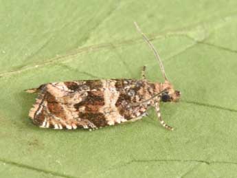 Celypha cespitana Hb. adulte - �Philippe Mothiron