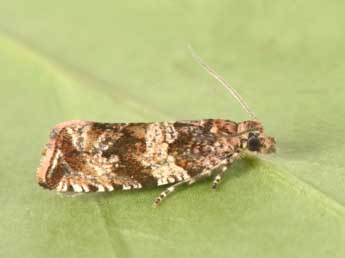 Celypha cespitana Hb. adulte - �Philippe Mothiron