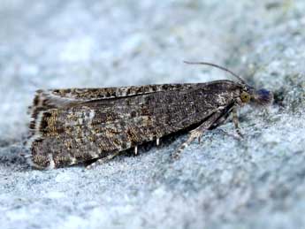 Dichrorampha chavanneana Lah. adulte - �Michel Billard