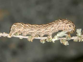 Chenille de Eremohadena chenopodiphaga Rbr - �Wolfgang Wagner, www.pyrgus.de