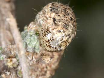  Chenille de Eremohadena chenopodiphaga Rbr - �Wolfgang Wagner, www.pyrgus.de