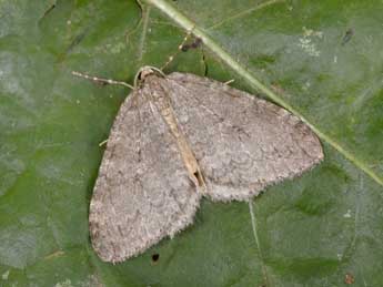 Epirrita christyi Allen adulte - �Philippe Mothiron