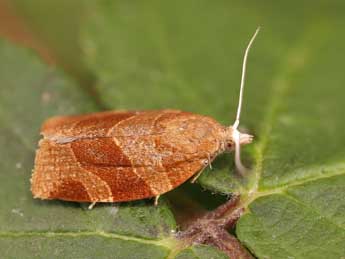 Pandemis cinnamomeana Tr. adulte - �Lionel Taurand