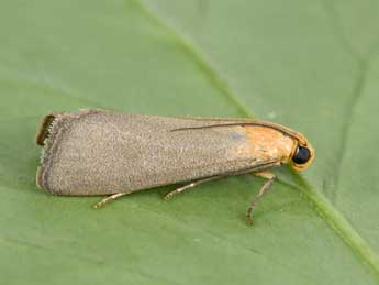 Eurhodope cirrigerella Zck. adulte - �Philippe Mothiron