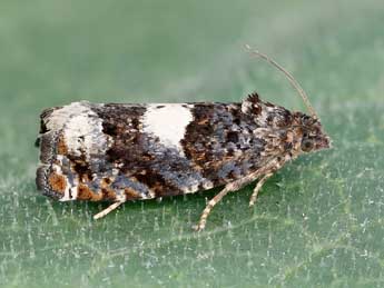 Epiblema cirsiana Z. adulte - �Lionel Taurand