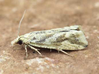 Thiodia citrana Hb. adulte - �Lionel Taurand