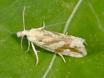 Thiodia citrana Hb. adulte - �Philippe Mothiron