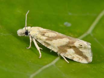 Thiodia citrana Hb. adulte - �Philippe Mothiron