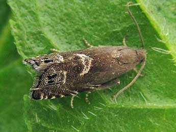 Cydia cognatana Barr. adulte - �Friedmar Graf